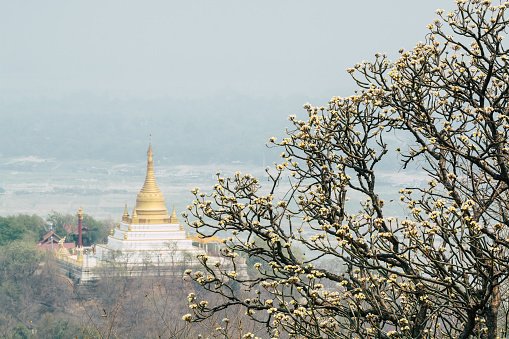 Golden roof of Buddhist pagoda during morning fog with Plumeria Frangipani tree on foreground in Mandalay, Myanmar
