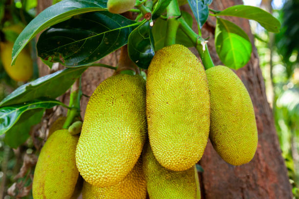 istock Jackfruit tree with ripe fruits 1171584460