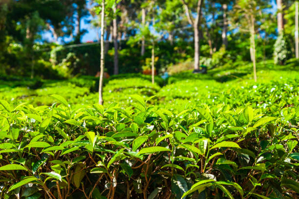 istock Tea plantation nature background landscape 1171584583