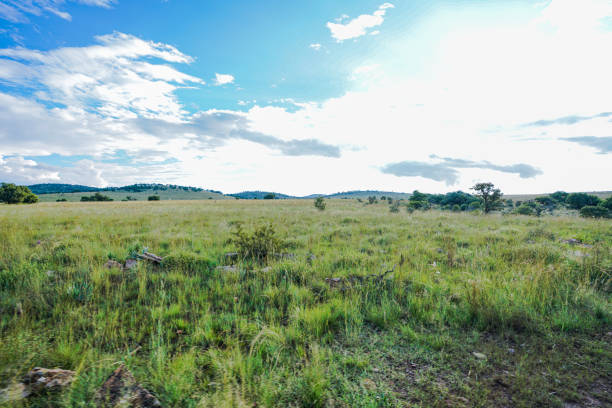 A single giraffe photographed from a SUV on a safari tour