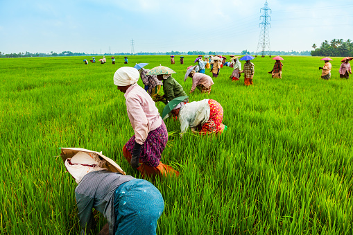ALAPPUZHA, INDIA - MARCH 19, 2012: Unidentified farmers working in the beauty rice field in Asia