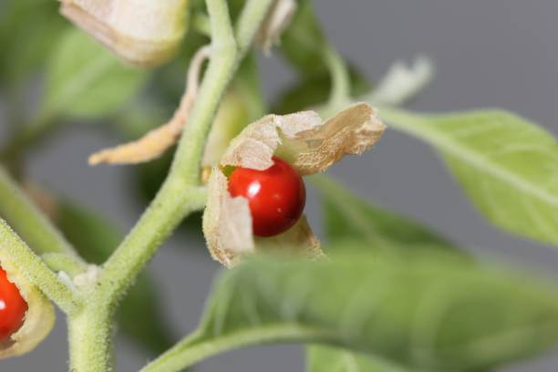 istock Berry on a Ashwagandha, Withania somnifera 1171590596