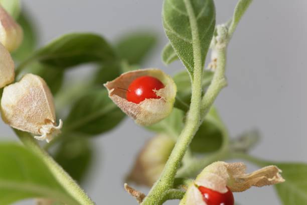 istock Berry on a Ashwagandha, Withania somnifera 1171590670