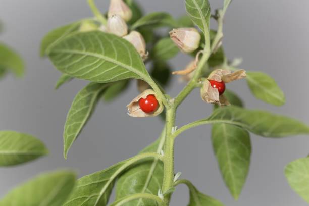 istock Fruits on a Ashwagandha, Withania somnifera 1171590671