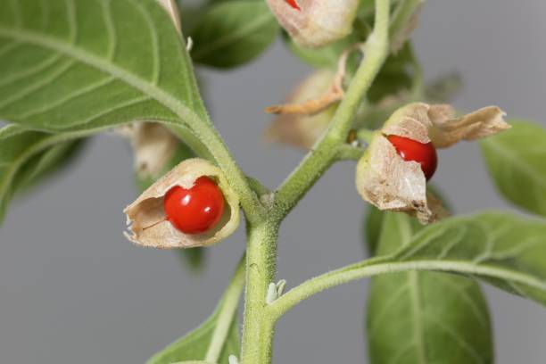 Fruits on a Ashwagandha, Withania somnifera Fruits on a Ashwagandha plant, Withania somnifera nightshade family photos stock pictures, royalty-free photos & images