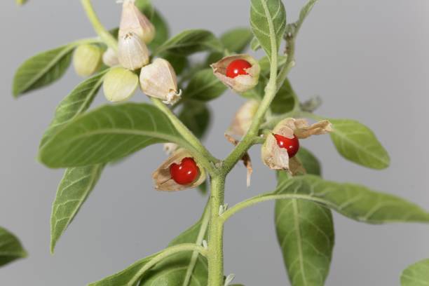 istock Fruits on a Ashwagandha, Withania somnifera 1171590856