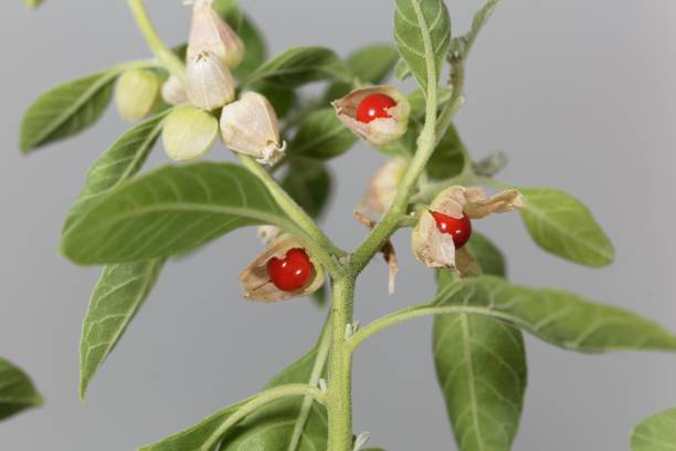 Fruits on a Ashwagandha, Withania somnifera Fruits on a Ashwagandha plant, Withania somnifera nightshade family photos stock pictures, royalty-free photos & images