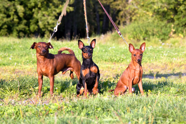 Three black and red purebred Miniature Pinschers stand on green grass. Dogs are listening to the command. Zwergpinschers training. Dogs on a leash.