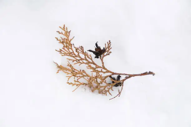 Dry twig of  Thuja tree in the snow
