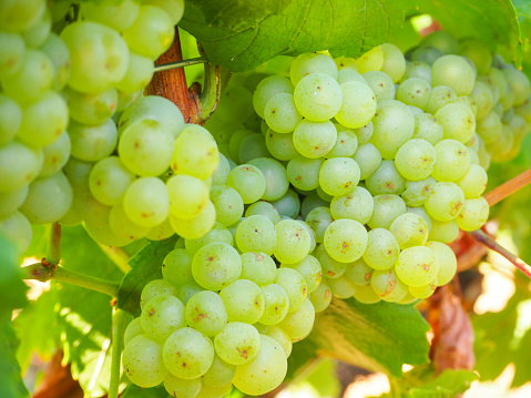 White grape in Burgundy, Cote de Beaune, France