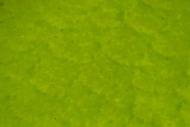 Photo of macro closeup of the leaf of a victoria queen water lily, tropical aquatic plant specie from the amazon basin of America, nature detail background