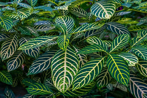Photo of closeup of the leaves of a zebra plant, sanchezia species, natural background of green with yellow leaves, tropical garden plants
