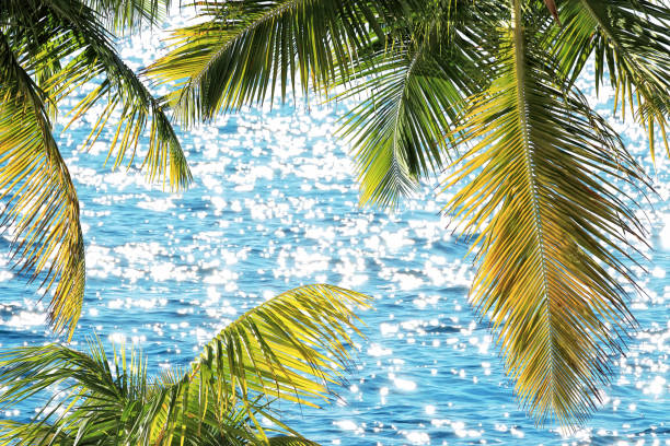 Green palm tree leaves over shiny blue sea water in Key West, Florida