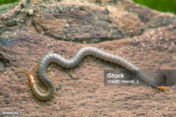 Soil Centipede Geophilus Carpophagus On Pine Bark Stock Photo - Download  Image Now - Centipede, Animal, Animal Wildlife - iStock
