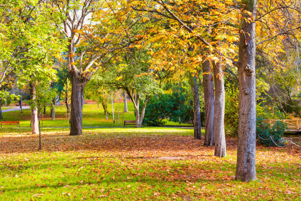 istock Autumn park with green lawn with fallen leaves 1171594702
