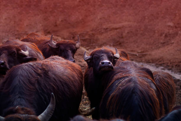 cape buffalo stadze na tle czerwonej gleby. poziome z kopiuj miejsce na tekst i projekt o bydł i nowt. brązowy i czerwony bichrom - nowt zdjęcia i obrazy z banku zdjęć