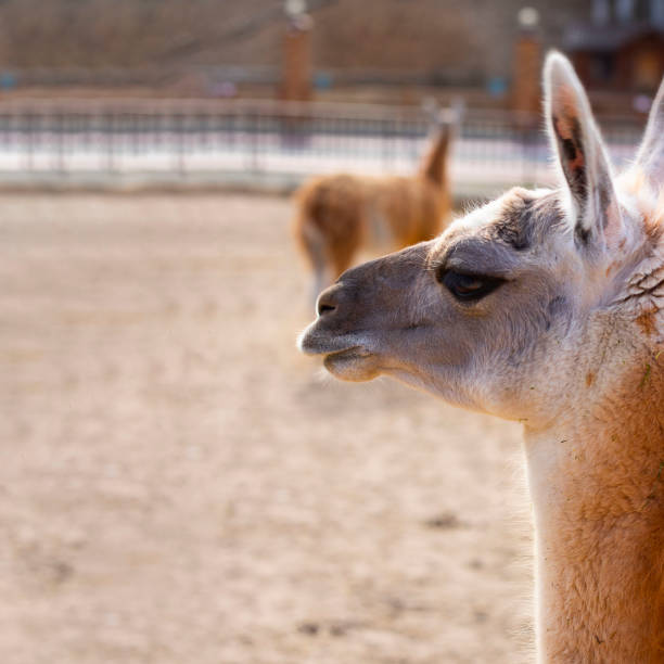 istock Cute orange lama with black eyes and ears profile on empty grey cement background. And sand and trees are seen far away. Alpaca, farm animal. Square with copy space. 1171596770
