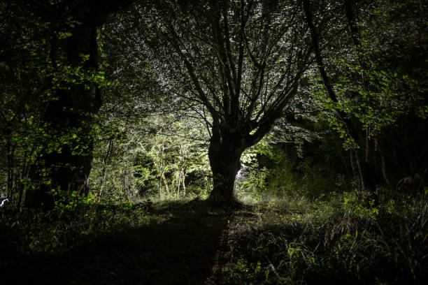 istock Magical lights sparkling in mysterious forest at night. Pine forest with strange light. 1171597954