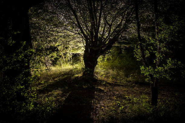 Magical lights sparkling in mysterious forest at night. Pine forest with strange light. Long exposure shot