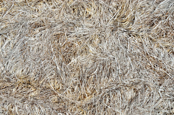 istock Gray texture of dry, withered, last year's grass 1171600395
