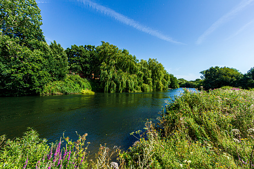 A view of magestic trees along the bank of a calm river under a majestic blue sky and white clouds