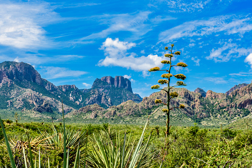 An Agave plant in bloom with Casa Grande and the Chisos Mountains in the background. Big Bend National Park, Texas