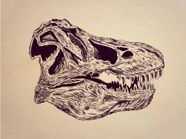 Vector illustration of Jurassic T-Rex Dinosaur skull fossil sketch style