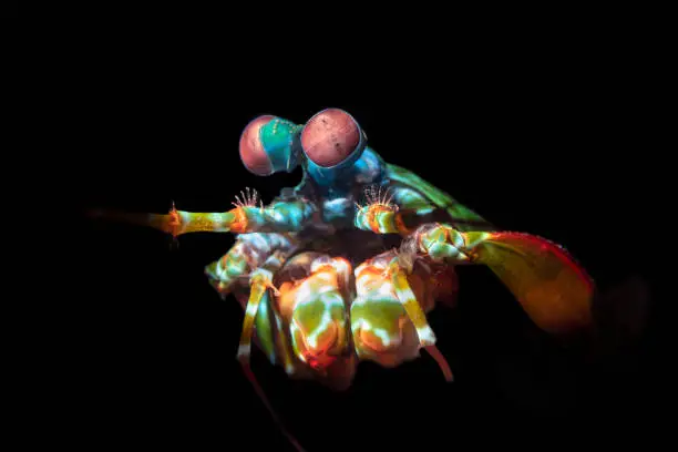 A vibrantly colorful mantis shrimp, lit with a light snoot, peeks out of its burrow.  They are thought to have the most complex eyes in the animal kingdom