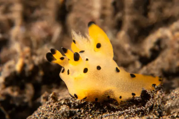 A strange looking orange and yellow pikachu nudibranch crawls across a reef in search of food.