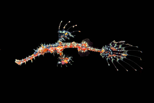 istock Red ornate ghost pipefish in Bali Indonesia 1171607156