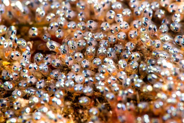 A close up of clownfish eggs only hours before hatching shows their eyes ready to pop through the sac.