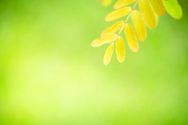 Green nature background. Closeup green leaf with beauty bokeh under sunlight for natural and fresh wallpaper concept