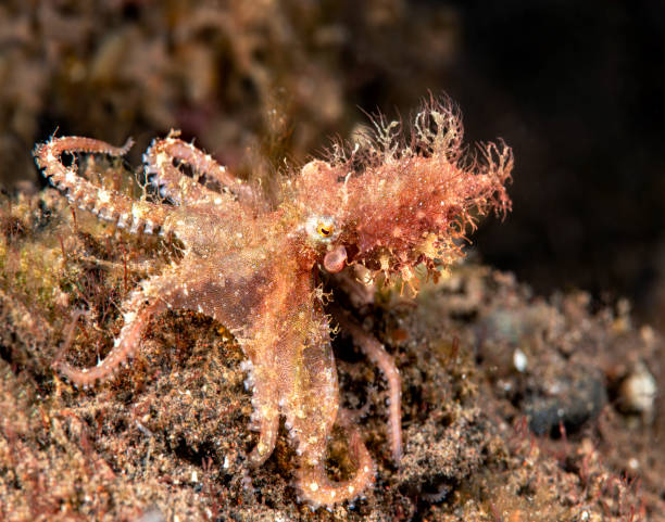 istock Elsive Hairy octopus in Indonesia 1171608103