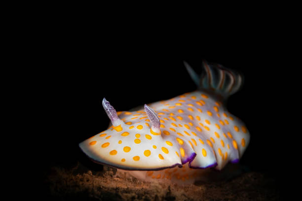 flabellina nudibranch underwater macrophography in Ambon indonesia