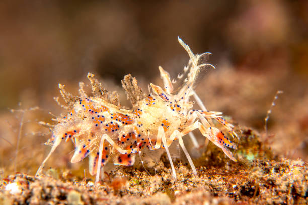 istock Tiger shrimp in Tulamben, Indonesia 1171608702