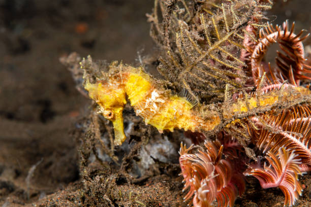 istock Yellow seahorse on reef 1171608731