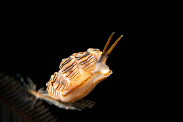 nudibrânquios da filhós - nudibranch - fotografias e filmes do acervo