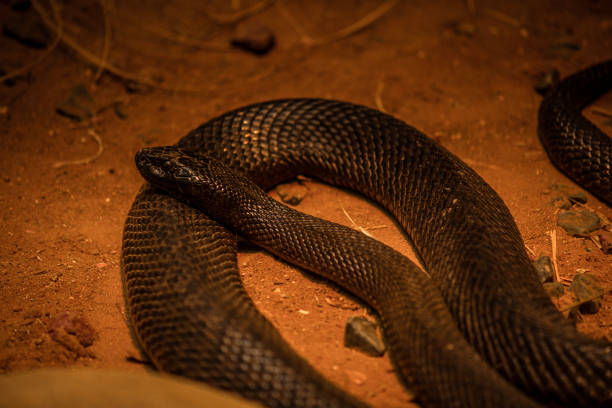 serpente feroce - snake biting animal mouth fang foto e immagini stock