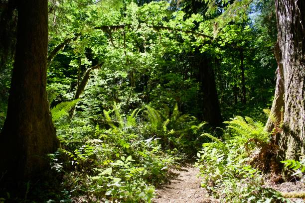 istock Moss covered trees, Pacific Crest Trail, near Wind River, Washington State, USA 1171609110