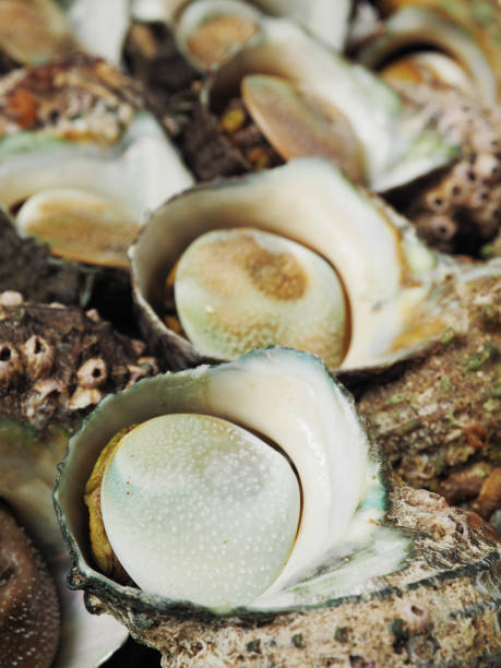 istock Boiled turbo sea snail shell 1171609959