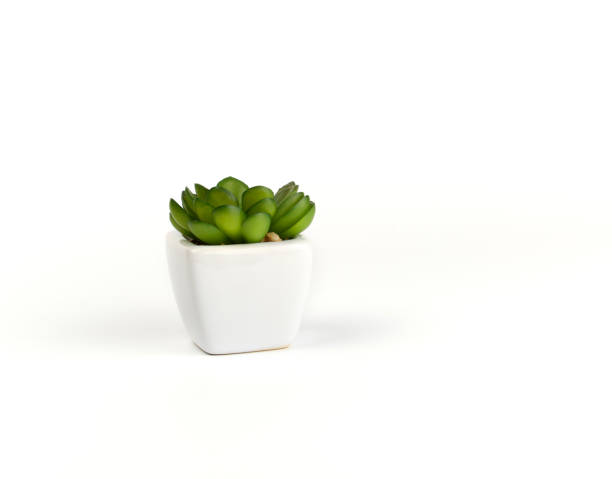 istock white ceramic pot with green plant succulent, white background 1171610062