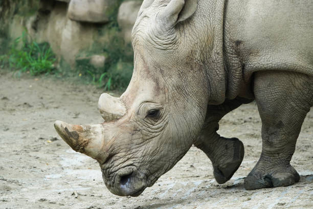 Close-up of rhino against black background.