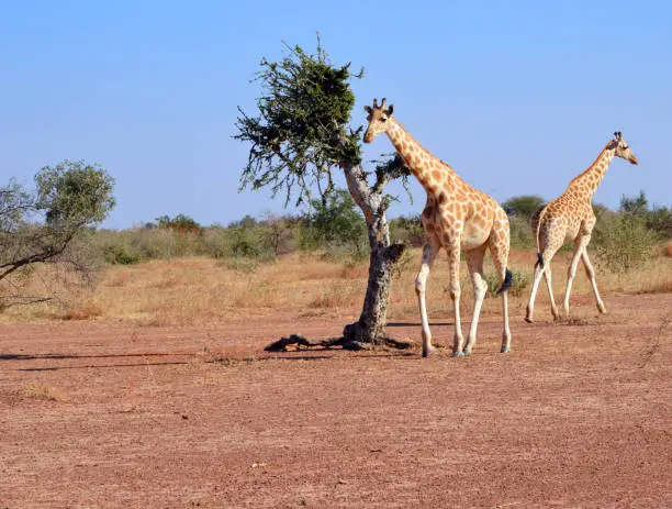 Kouré, Tillabéri region, Niger: Niger giraffe aka West African giraffes (Giraffa camelopardalis peralta) feeding from an acacia at Kouré Giraffe Reserve - West Africa's last wild giraffe herds