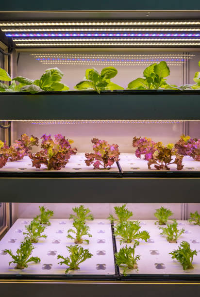 istock Greenhouse vegetables Plant with Led Light Indoor Farm Technology 1171612678