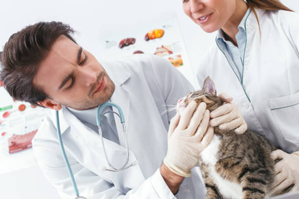 istock Two doctors checking the mouth of a cat 1171612985