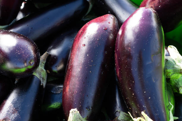 istock Fresh eggplant on sunday market 1171613188