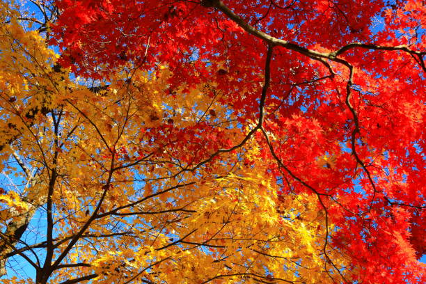 istock Autumn leaves in Iwate Prefecture 1171614476