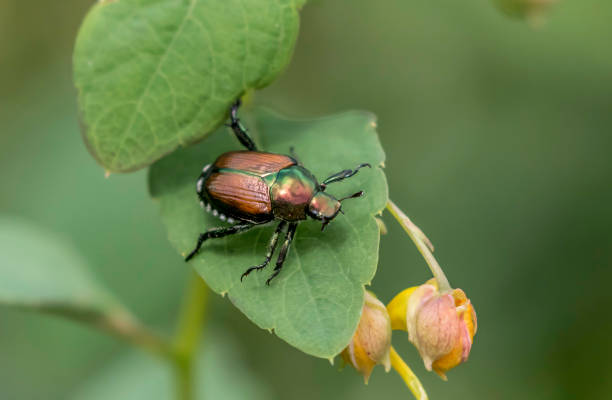 istock japanese beetle on a green leaf 1171619486
