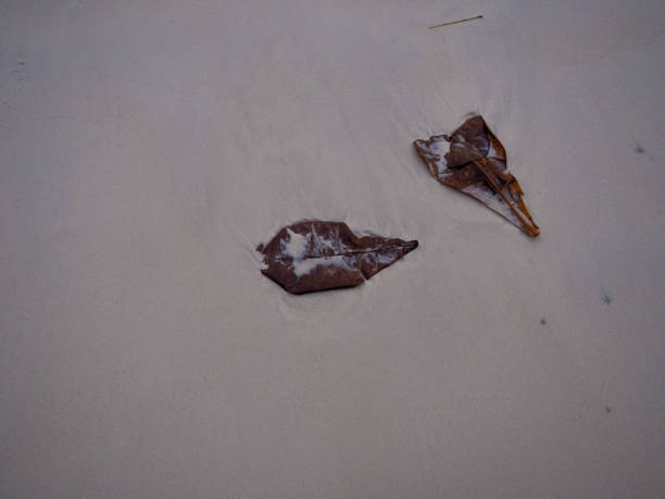 Fallen leaf on fine sand beach. White sand island beach background