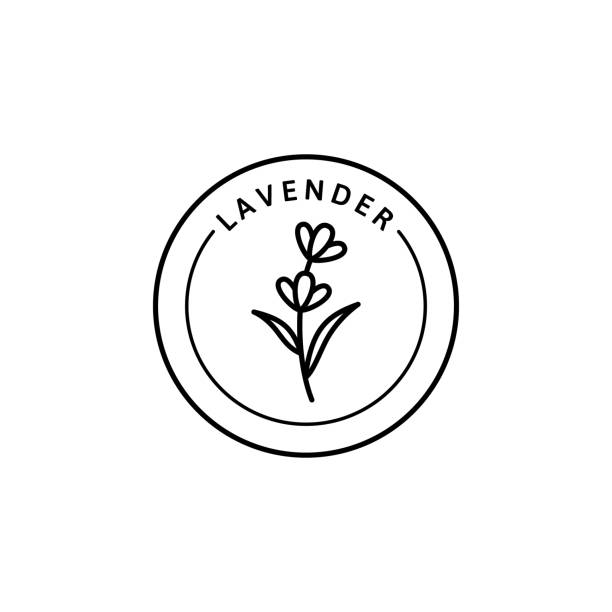 Icon Of Lavender In Trendy Linear Style Vector Herbal Organic Lavender  Badges Of Packaging Design Template And Emblem Stock Illustration -  Download Image Now - iStock